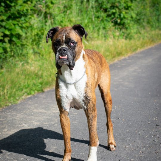Iz Mâle Boxer