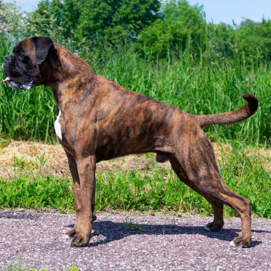 chien Boxer Fau. Bri. Mas.Noi. Massaï du chemin des bringés Élevage du Jarl de Normandie