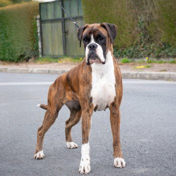 Sowilo Femelle Boxer