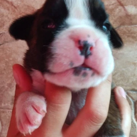 chiot Boxer Sowilo Élevage du Jarl de Normandie