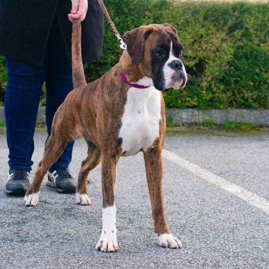 chiot Boxer bringé et blanc Sowilo Élevage du Jarl de Normandie