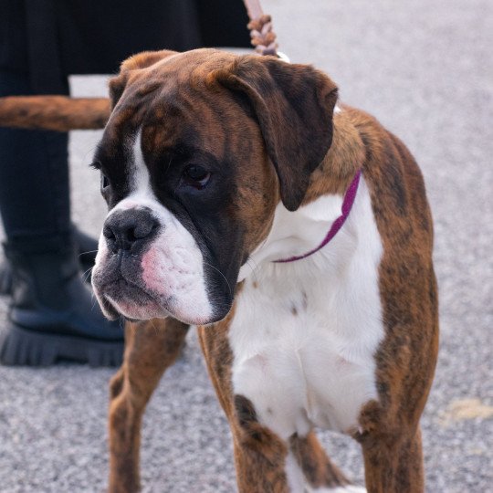 chiot Boxer bringé et blanc Sowilo Élevage du Jarl de Normandie