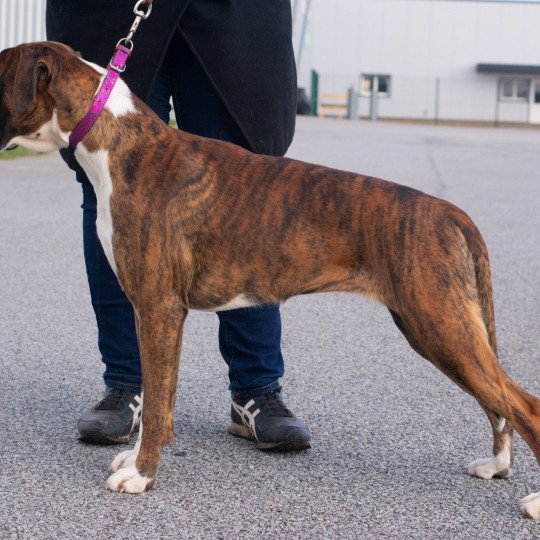 chiot Boxer bringé et blanc Sowilo Élevage du Jarl de Normandie
