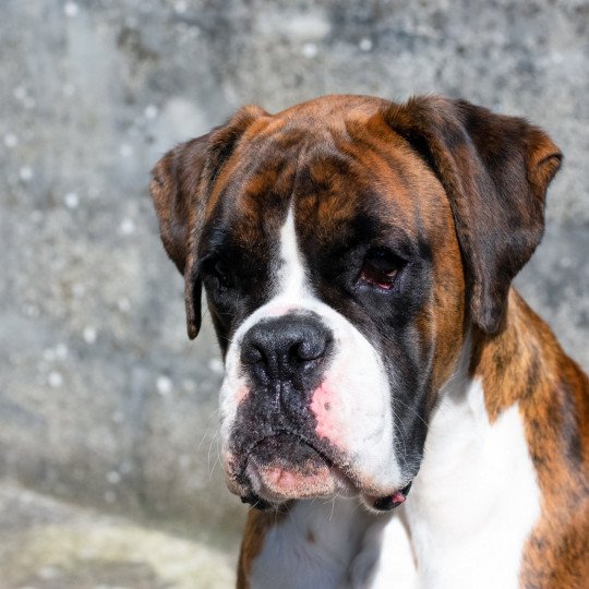 chiot Boxer bringé et blanc Sowilo Élevage du Jarl de Normandie
