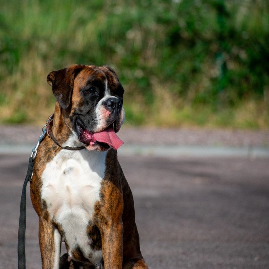 chien Boxer bringé et blanc Sowilo de Infantes de Torote Élevage du Jarl de Normandie